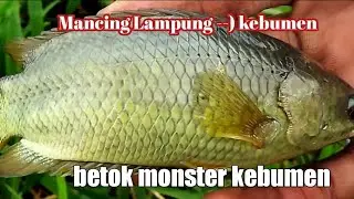 Mancing ikan betok monster kebumen ll Lampung ke kebumen #mancingliar