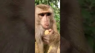 #Funny monkey 🐒 #monkey #bayon #cute #babymonkey