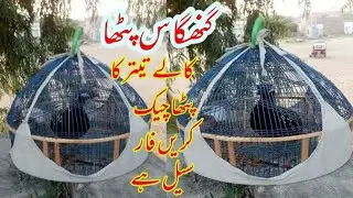 Black pheasant ki suond /Kala Teetar Patha Ghngas Chek Krhe/کالا تیتر کا گهانگاس  پٹھا چیک