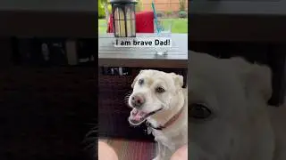 Dog vs Storm, Lily Being Brave in Thunderstorm, will I stay or will I go #dog #dogs #cutedog
