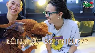 Rồng Úc 50 triệu ??? | WILDVN TV
