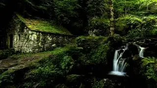 Sonidos de Grillos para Dormir Pensar Meditar Sonido Relajante 100% Real de la Naturaleza
