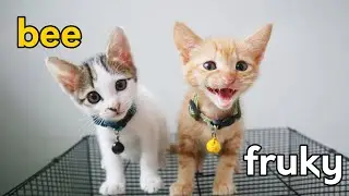 Kenalan Yuk !! Fruky & Bee si Kucing Lucu, Imut dan Bikin Gemez