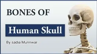 Human Skeleton || Skull Bones | Learn with Sadia Munnwar @sadiabiologynotes #fsc #anatomy