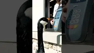 Geese Order Breakfast at Tim Hortons Drive-Thru!