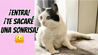 Gatos graciosos/Humor/Chistes 