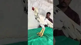 sethuva #pets