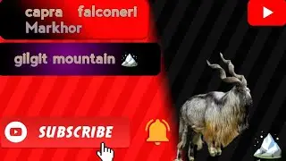 capra falconeri heptneri Markhor in gilgit