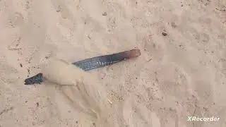 يوميات صناعه المندي في المنزل يوميات صناعه المندي في المنزل 😂 اوقات صناعه المندي في المنزل في الحوش 