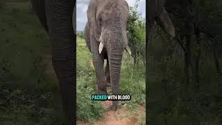 Elephant Ears Explained Why Do They Have Such Huge Ears