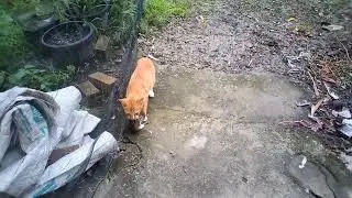 Kucing vs tikus