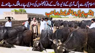 Mian Rashid Bodla buffaloes breeding farm | buffalo farming | buffalo breeding farm | buffalo dairy
