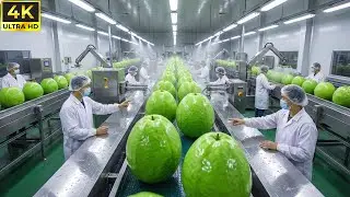 Inside a Modern Guava Factory:  From Farm to Dessert (The Whole Process)