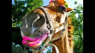 9 Easy DIY Horse Care Tips
