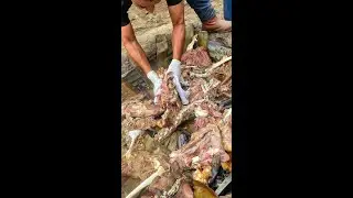 How Puebla-style GOAT Barbacoa gets cooked underground!