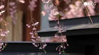 Repair Serotonin Receptors Naturally | Subliminal Audio for Mood & Happiness (Healing Frequencies)