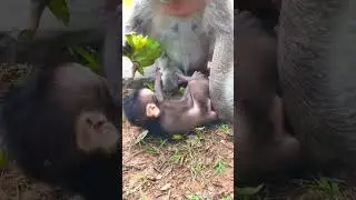 Most Active Baby Monkey  Play Happily With Mum | Happiest Monkey Baby  Life #tiktok