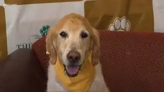 'The Barkley' Pet Hotel & Day Spa
