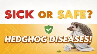 Common Hedgehog Diseases and How to Keep Your Pet Safe