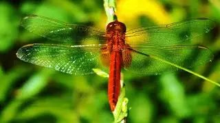 Dragonflies in Close-Up | Gentle Nature Scenes for Relaxation