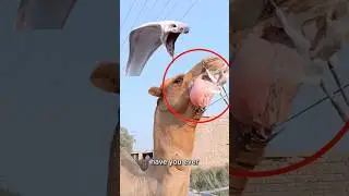 Why Do CAMELS eat SNAKES🤯