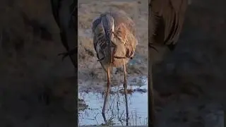 DIFFICULT TO EAT FROG #bird #eagle #shonagelofficial #tiktok #trending #funny #viral #shorts #short