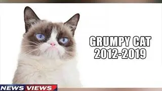 Grumpy Cat dies at age 7