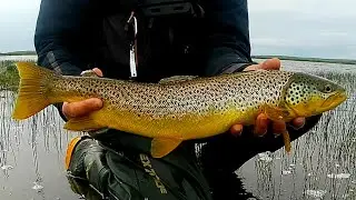 Targeting Brown Trout on the Bombarda and Fly
