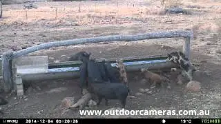 Uway VH200HD - Feral Pigs at a Trough