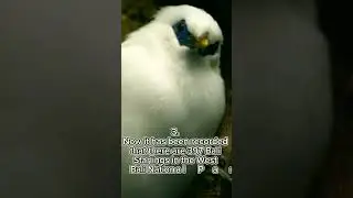 Characteristics and Conservation of the Bali Starling, the Endemic Pride of Bali #shrot