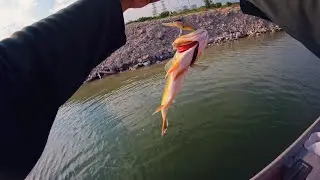 Kuala Lumpur Urban Peacock Bass Fishing (December 2025)