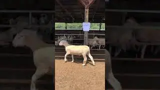 Dorset Z043 ram