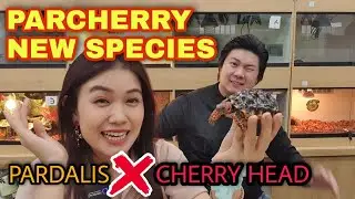 KURA HYBRID !! PARDALIS X CHERRY HEAD | PARCHERRY