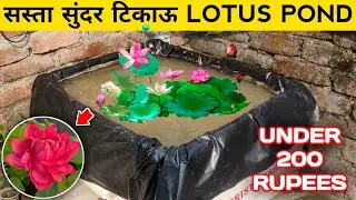 How To Make Lotus Pond At Home (IN HINDI) How To Grow Lotus Plant At Home