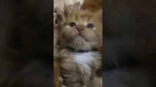 Самые милые котята  Мейн Кун 144 #short #shorts #the cutest kittens