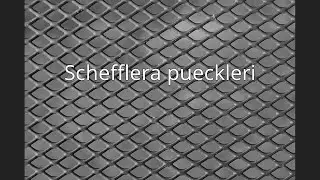 Schefflera pueckleri