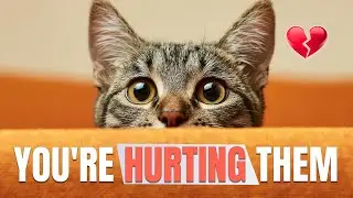Stop Doing This  4 Daily Habits That Are Destroying Your Cat&rsquo;s Trust