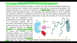 Enzyme and Enzyme Structure 11th biology #enzymes #Apoenzyme #holoenzyme #activesite