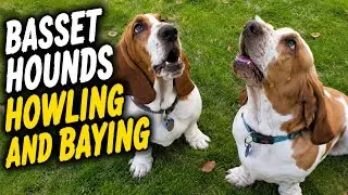 Basset Hounds Howling and Baying