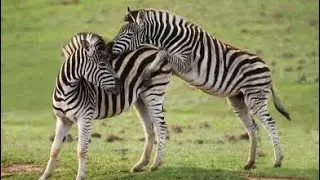 Zebras Three Different Species of Zebra Equidae Plains Zebra, Grevy's and Mountain Zebra Part 2