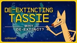 Зачем воскрешать тасманийского тигра? | Эпизод 2 | Colossal Biosciences