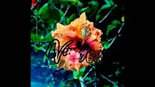Vinay 687 FT tosh Naomi Rémix 🌺