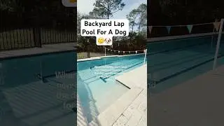 Insane backyard pool: Lap pool for a dog #backyard #pooldesign #swimmingpool