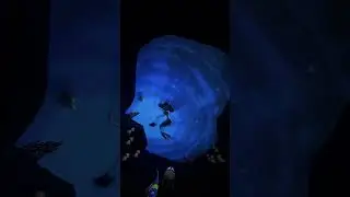 Little Mermaid Ariel's Undersea Adventure ride at Disneys California Adventure. #ride #pov #ariel