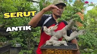 Cek Harga Bonsai Di Pak Meghan