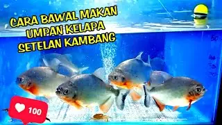 Ini Alasan Galatama Bawal Pakai Umpan Kelapa Jarang Putus..!!