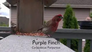 Purple Finch (Bird Watcher)