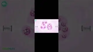 Candybots Numbers 58 shorts