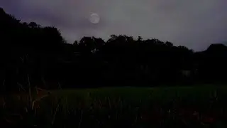 Crickets & Owl Sounds Under the Starry Night | Ultimate Relaxation Ambience for Sleep | 1 Hours