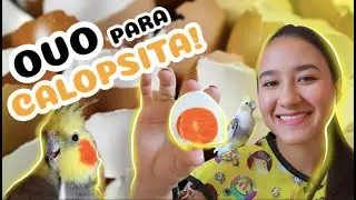 Calopsita pode comer ovo?